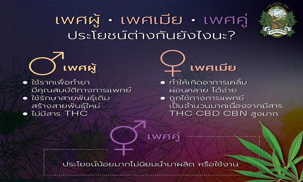 เพศของกัญชา